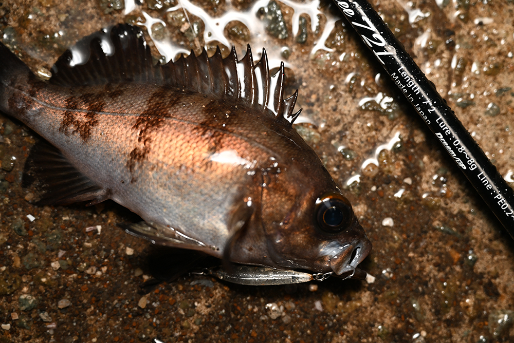 レイジーでメバル