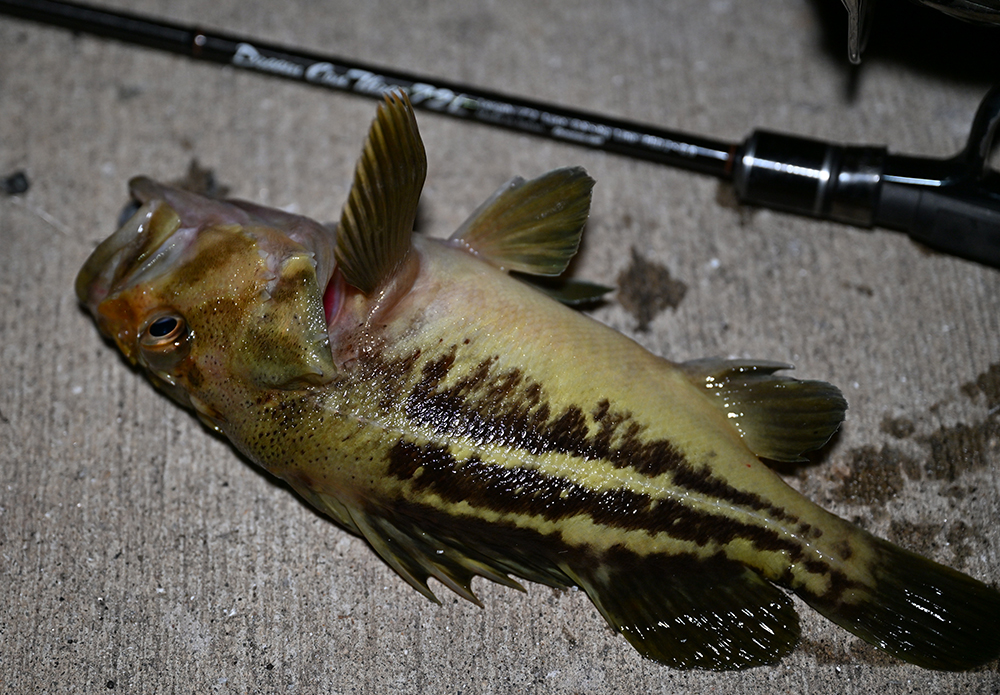 ドリームコンスリー72Lでシマゾイ