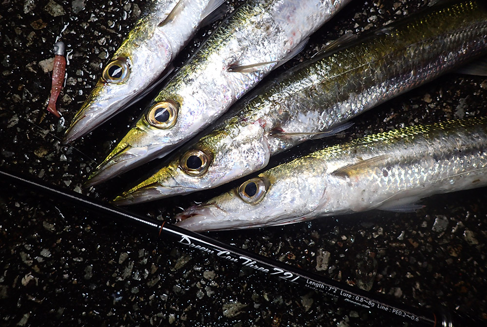 ドリームコンスリー72Lでタイワンカマス