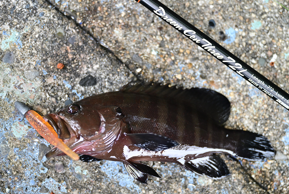 ドリームコンスリー72Lでヤミハタ